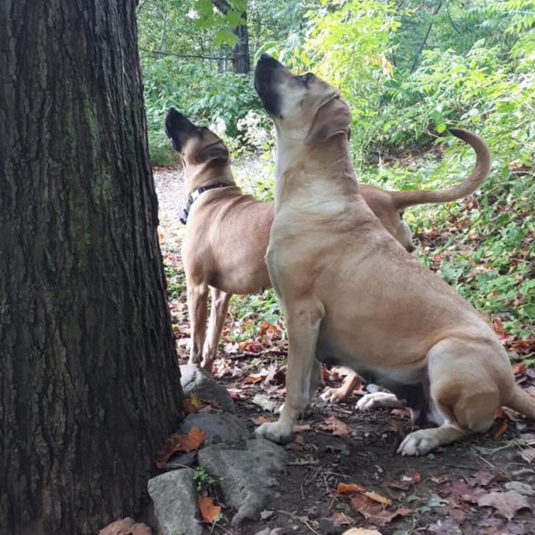 Ladner black mouth store cur